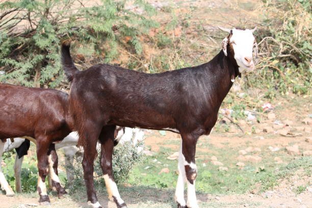 Jazeeri Goat