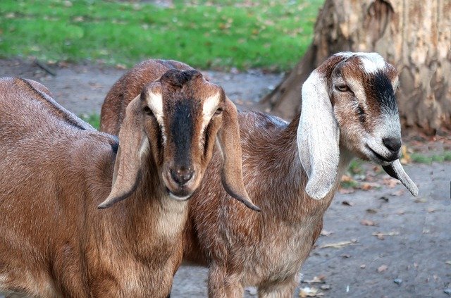 Somali Goat